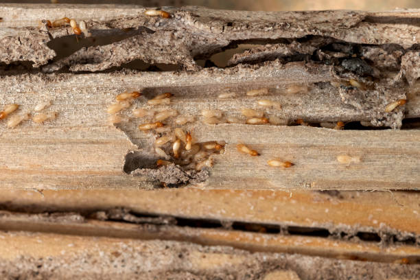 Best Pest Removal Services  in Kamiah, ID